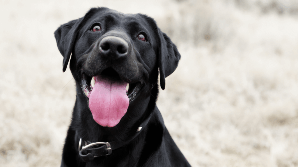 A black Labrador with its tongue out, wearing a collar, looking directly at the camera.