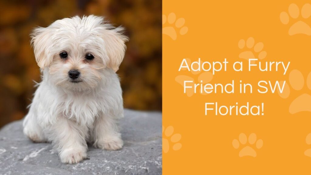 Small white fluffy dog sitting on a gray rock. Text reads: "Adopt a Furry Friend in SW Florida!"