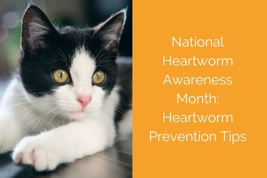Black and white cat lying down, next to text about heartworm prevention tips.