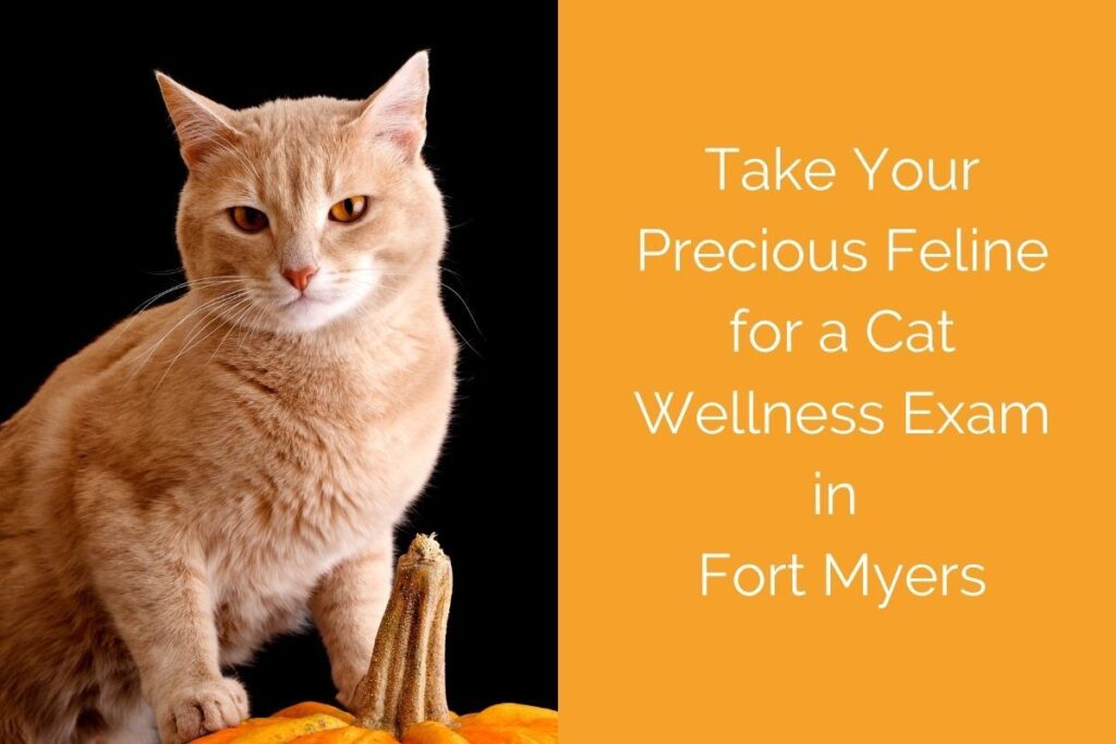 A ginger cat sits beside a pumpkin against a black background, with wellness exam text on the right.
