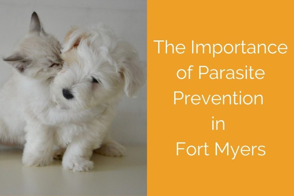 A kitten cuddles with a fluffy white puppy, with text about parasite prevention in Fort Myers.