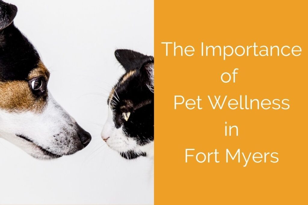A dog and cat face each other with text beside them reading "The Importance of Pet Wellness in Fort Myers."