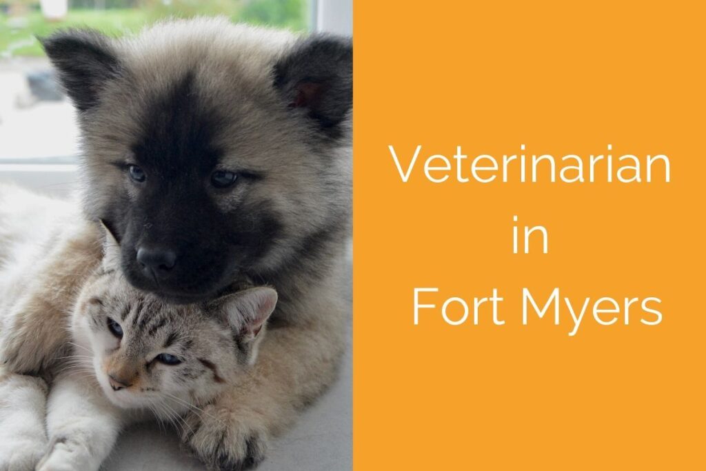 Fluffy puppy cuddling a tabby cat; text reads "Veterinarian in Fort Myers" on orange background.