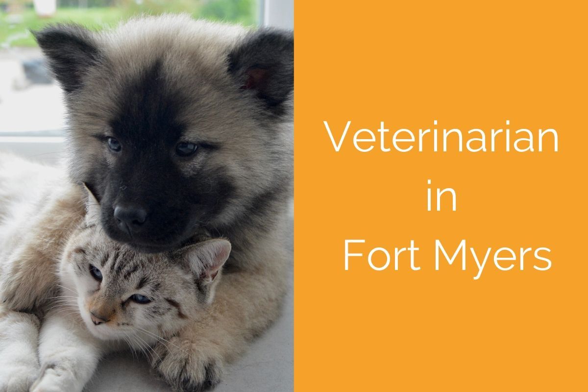 Fluffy puppy cuddling a tabby cat; text reads "Veterinarian in Fort Myers" on orange background.
