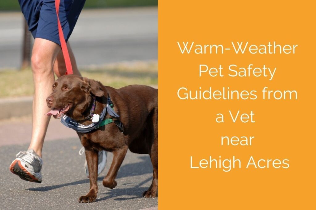 A person walks a brown dog on a leash, with text about pet safety guidelines.