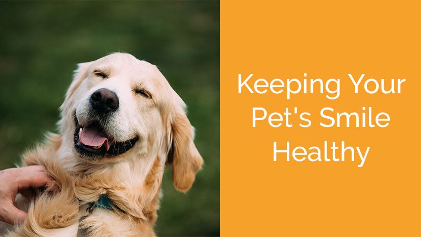 Golden retriever smiling with eyes closed, being petted. Text reads "Keeping Your Pet's Smile Healthy."