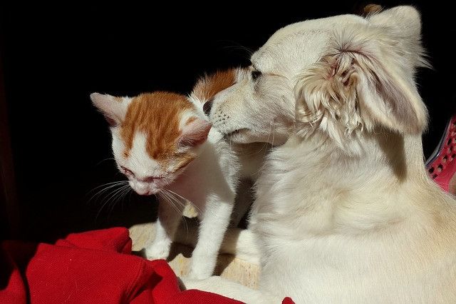 A ginger-and-white kitten and a fluffy white dog sit close together, illuminated by sunlight.