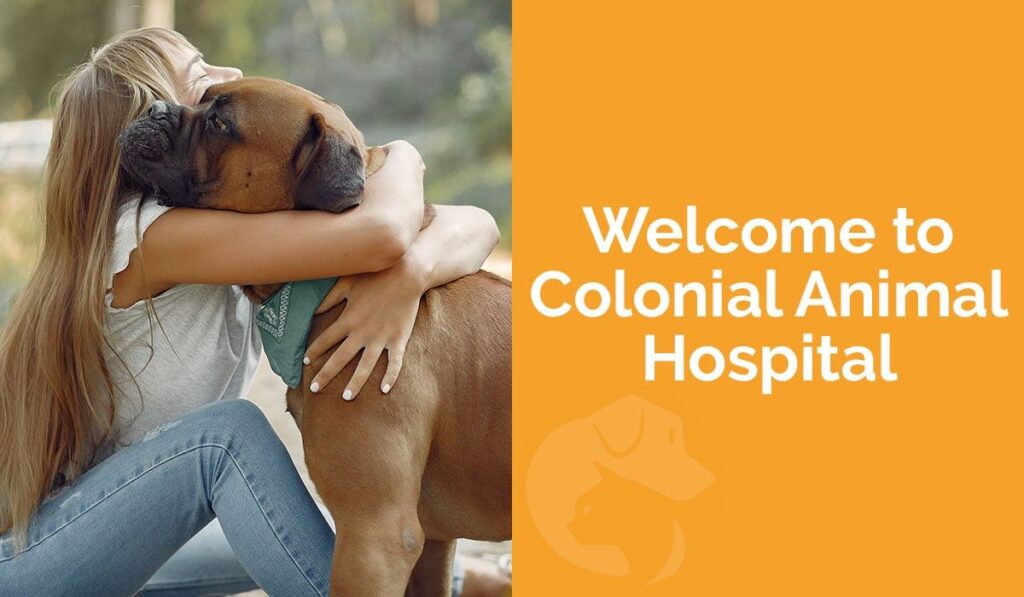 Person hugging a large brown dog with "Welcome to Colonial Animal Hospital" text on an orange background.
