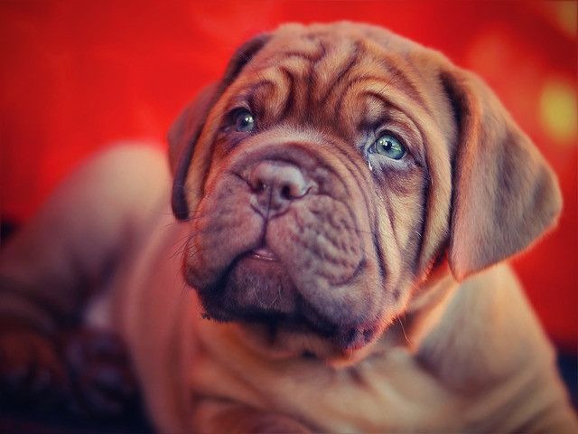 Wrinkled brown puppy with soulful eyes lying down, looking upward against a warm red background.