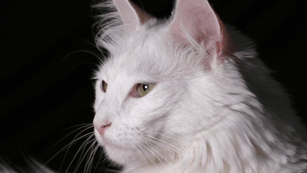 Close-up of a white cat with green eyes looking to the side.