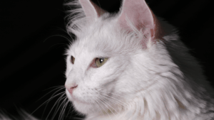 Close-up of a white cat with green eyes looking to the side.