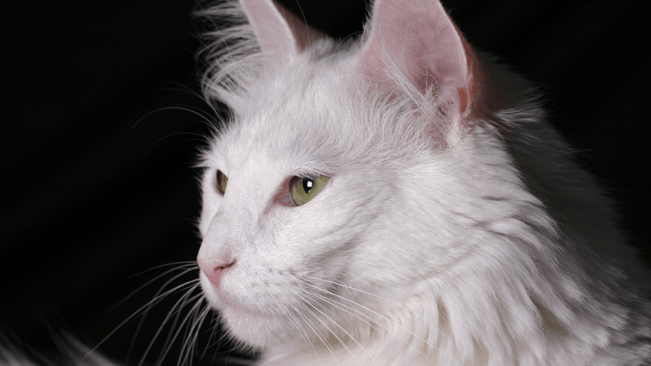 Close-up of a white cat with green eyes looking to the side.