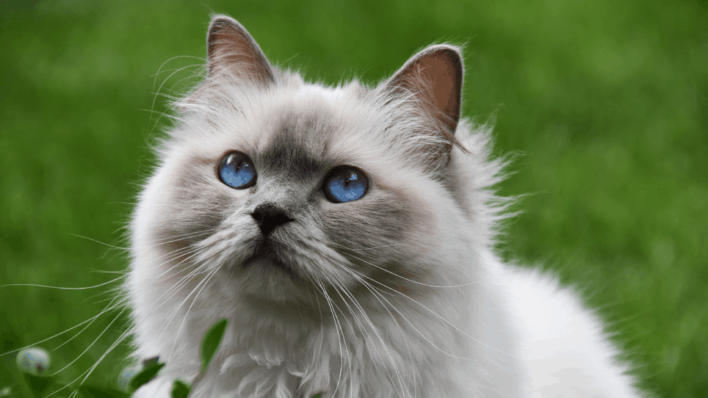 A fluffy cat with striking blue eyes gazes upward with a curious expression.