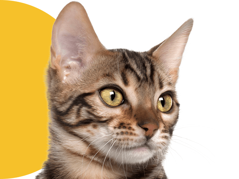 Close-up of a tabby cat with striking yellow eyes and distinctive striped markings.
