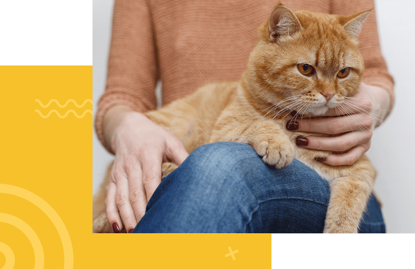 A ginger cat sits comfortably on a person's lap, with their hands gently resting on the cat.