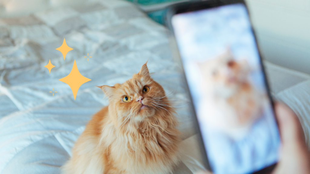 Person taking a photo of an orange cat on a bed in Fort Myers, FL