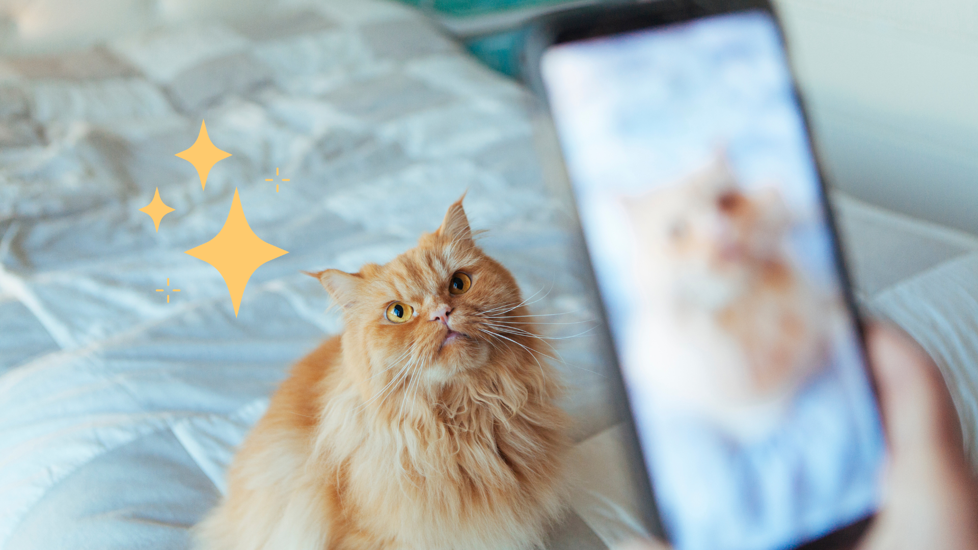 Person taking a photo of an orange cat on a bed in Fort Myers, FL