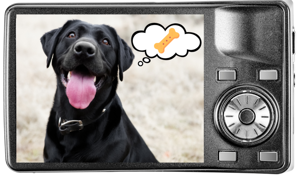 Taking pet photo of a dog who is thinking about treats