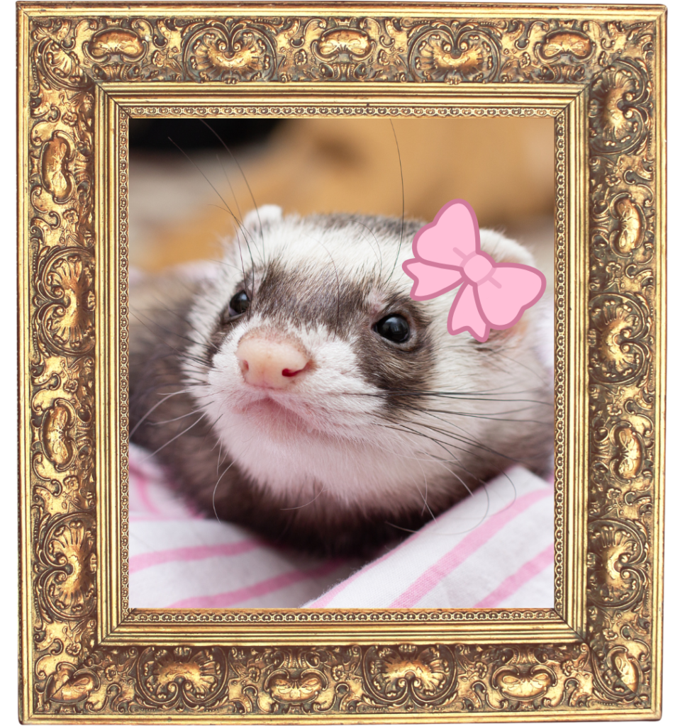 A photograph of a ferret with a gold frame for Colonial Animal Hospital in Fort Myers, FL